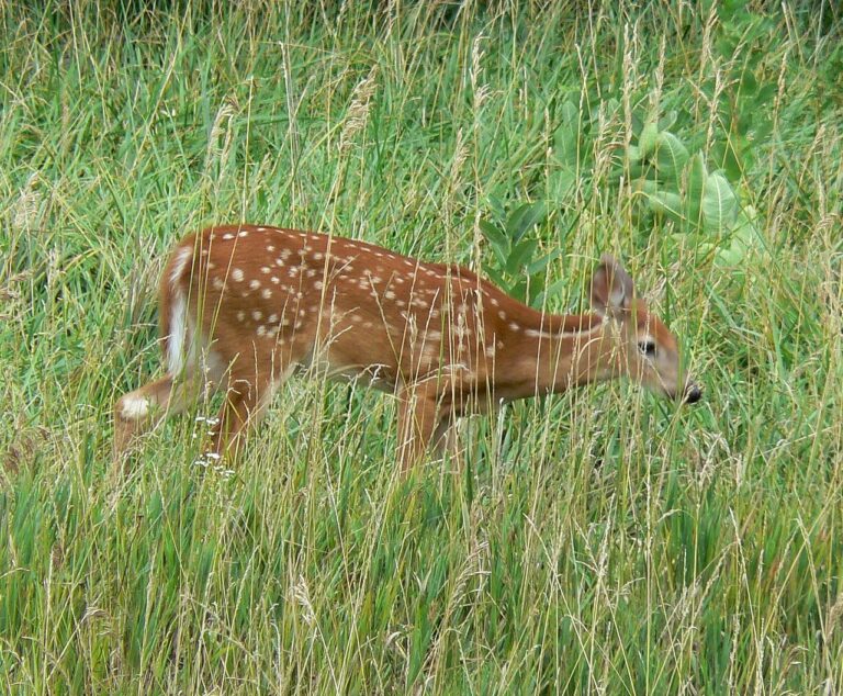 The Stealth of Deer