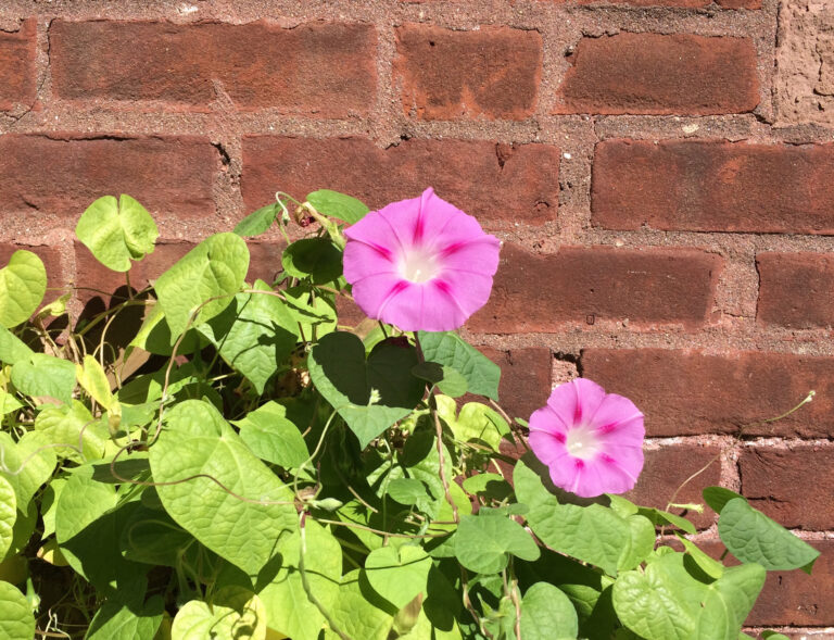 Morning Glory