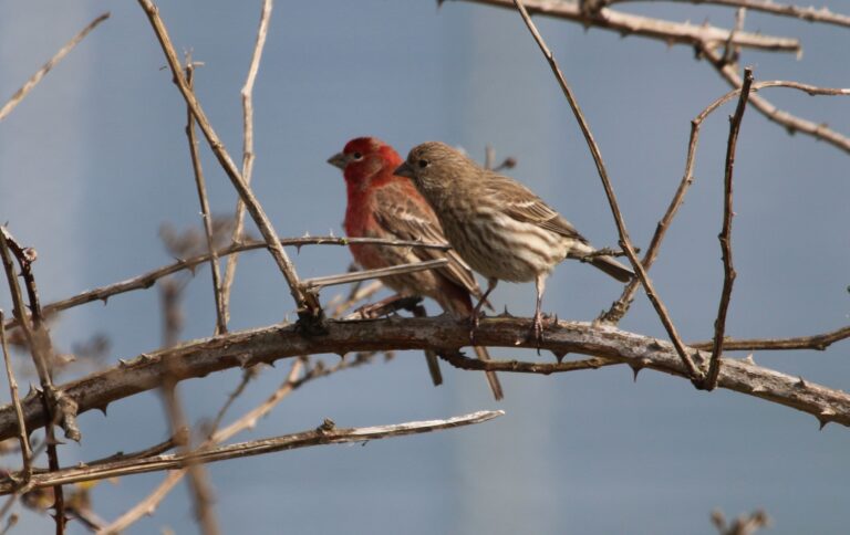 Dawn Choruses