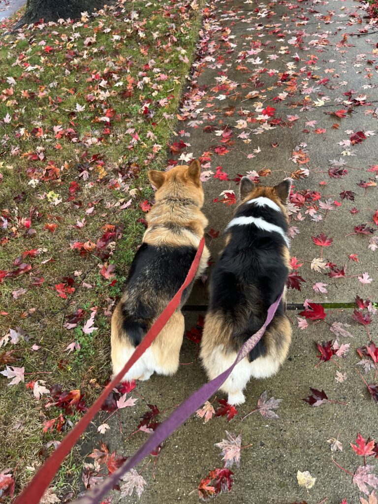 Dogs and Seasons